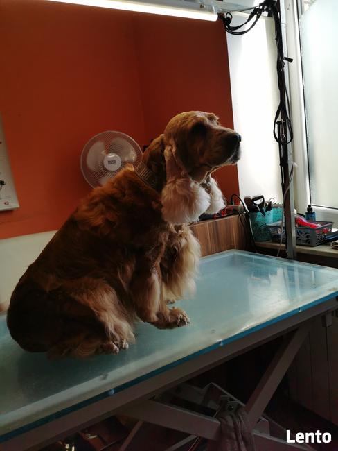 Strzyżenie psów, Psi Fryzjer, Groomer