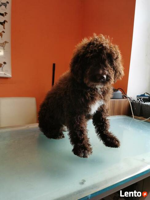 Strzyżenie psów, Psi Fryzjer, Groomer