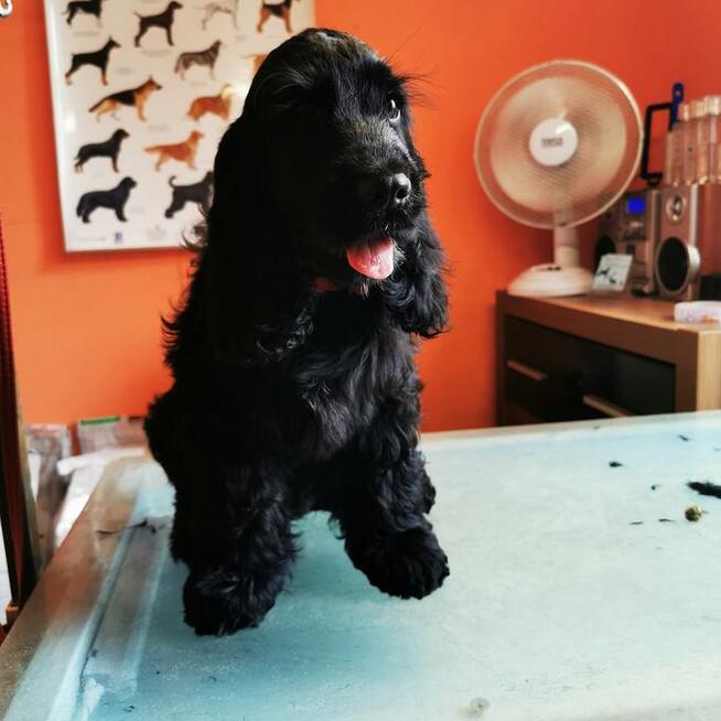 Strzyżenie psów, Psi Fryzjer, Groomer