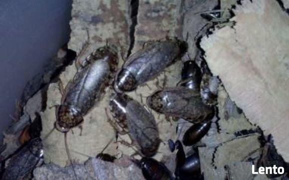 Owady karmowe - pokarm Karaczany szare z domowej hodowli.