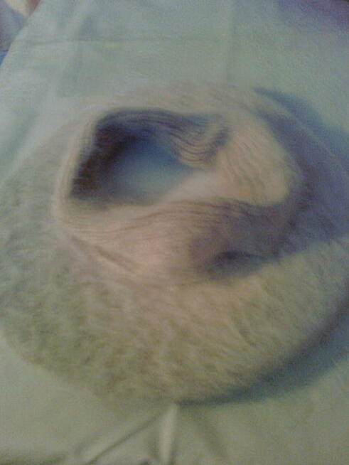 Beret biały z paskiem z angory nowy