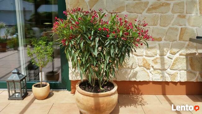 Polski kamień dekoracyjny