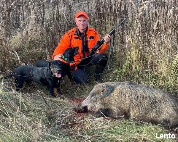 GOŃCZE POLSKIE reproduktory użytkowe zapraszają