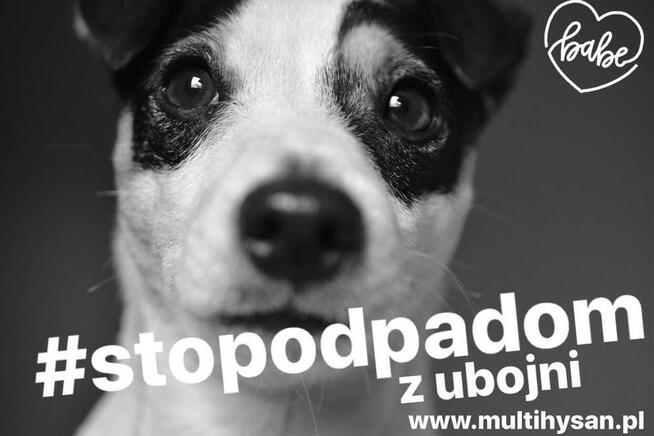 Karma i odżywki dla zwierząt Reico Vital Pies/ kot/ koń