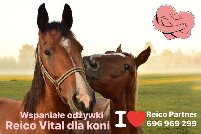 Karma i odżywki dla zwierząt Reico Vital Pies/ kot/ koń