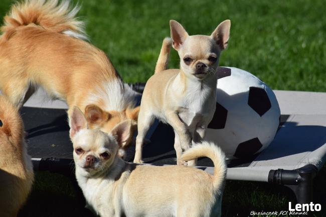 Chihuahua z rodowodem FCI