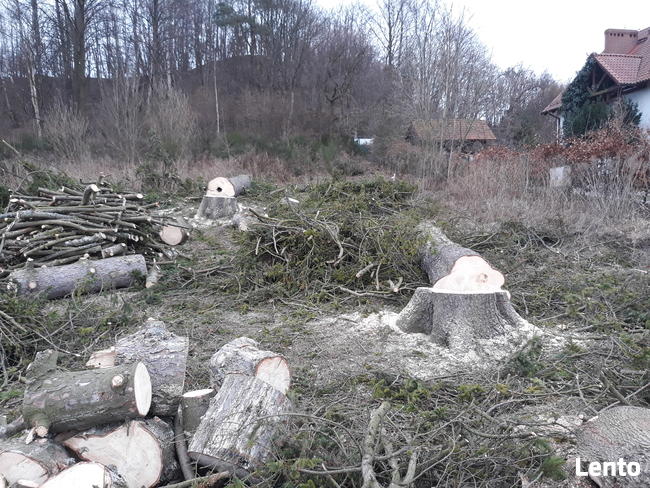 oczyszczanie działek, karczowanie, wycinka drzew, roboty