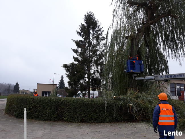 oczyszczanie działek, karczowanie, wycinka drzew, roboty