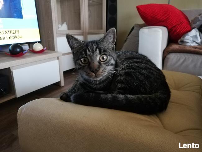 Zaginął kot DIZEL