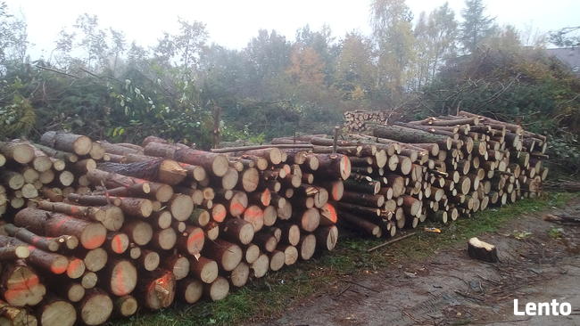 oczyszczanie działek, karczowanie, wycinka drzew, roboty