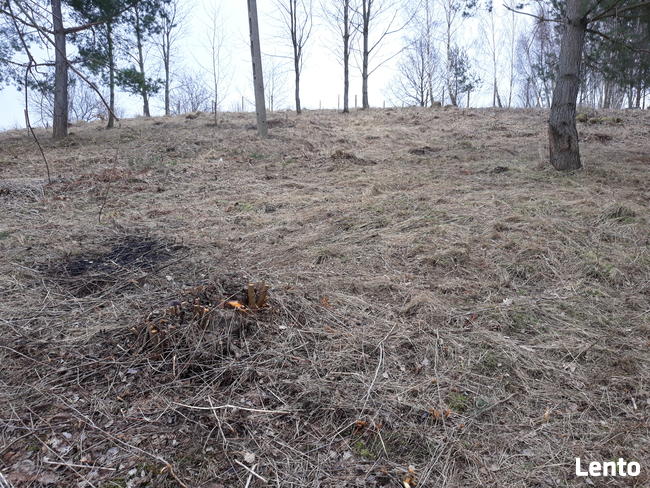 oczyszczanie działek, karczowanie, wycinka drzew, roboty