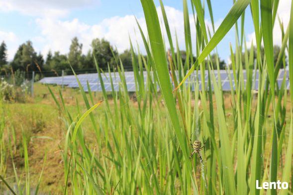 Szukam działki rolnej pod fotowoltaikę 10 tys zł / ha / rok