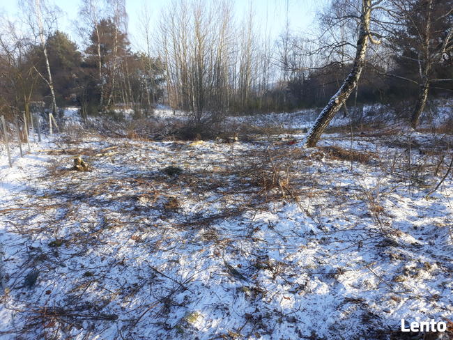 oczyszczanie działek, karczowanie, wycinka drzew, roboty