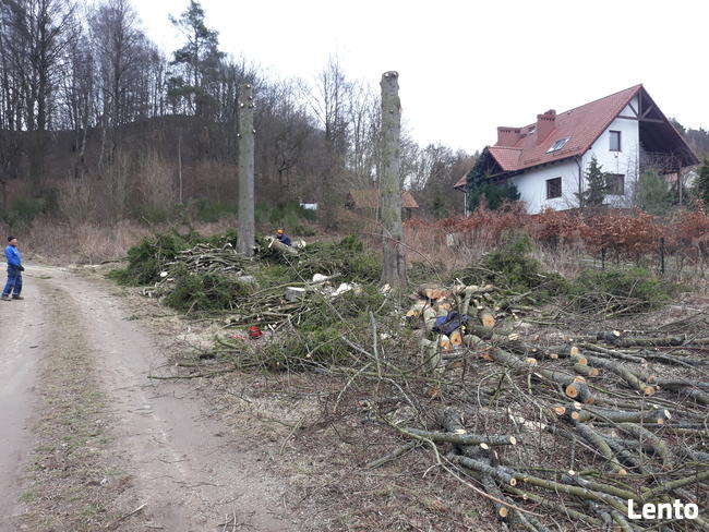oczyszczanie działek, karczowanie, wycinka drzew, roboty