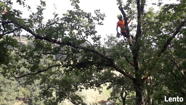 Wycinka drzew. Uslugi rebakiem