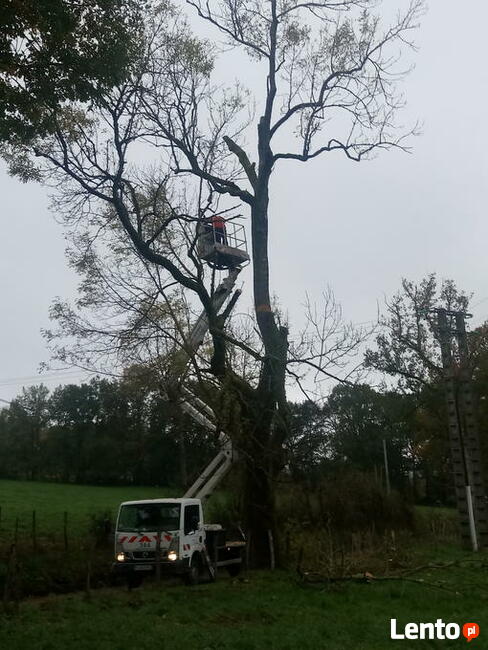 Wycinka drzew. Uslugi rebakiem