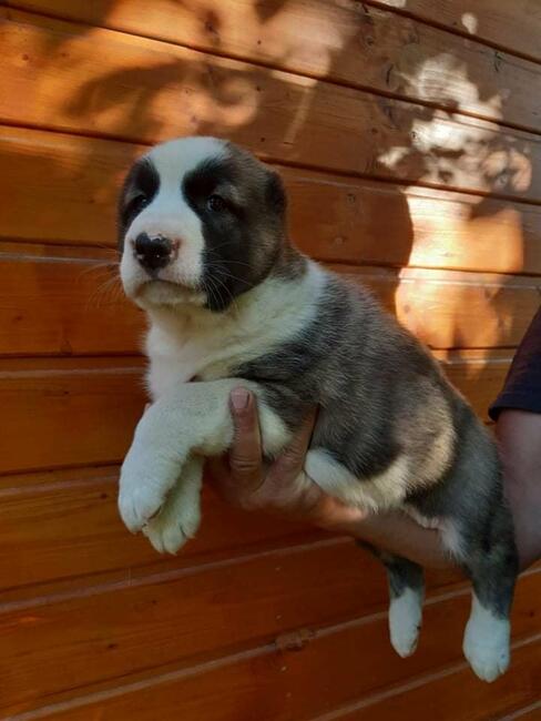 Owczarek Środkowoazjatycki