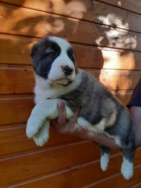 Owczarek Środkowoazjatycki