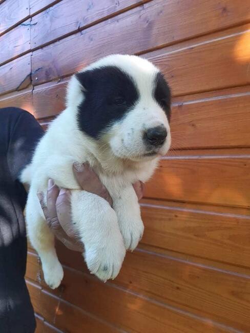 Owczarek Środkowoazjatycki