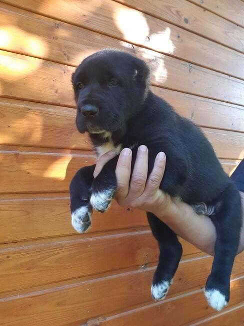 Owczarek Środkowoazjatycki