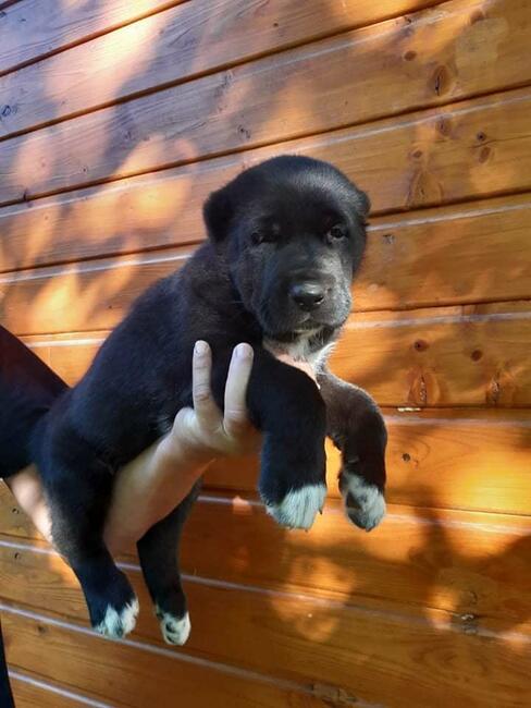 Owczarek Środkowoazjatycki