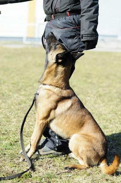 Szkolenie psów - kursy grupowe i treningi indywidualne