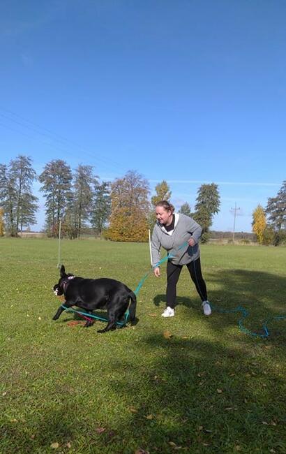 Szkolenie psów - kursy grupowe i treningi indywidualne