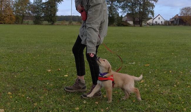 Szkolenie Psów Pogórze