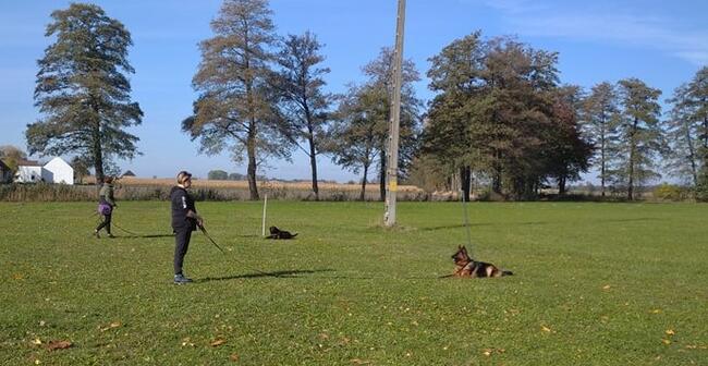 Szkolenie psów - kursy grupowe i treningi indywidualne