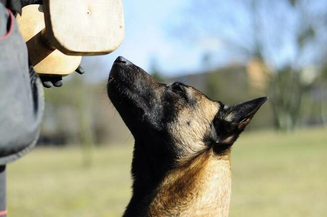 Szkolenie Psów Pogórze