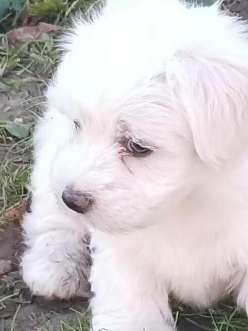 Maltańczyk maltańczyki śliczne szczeniaczki.