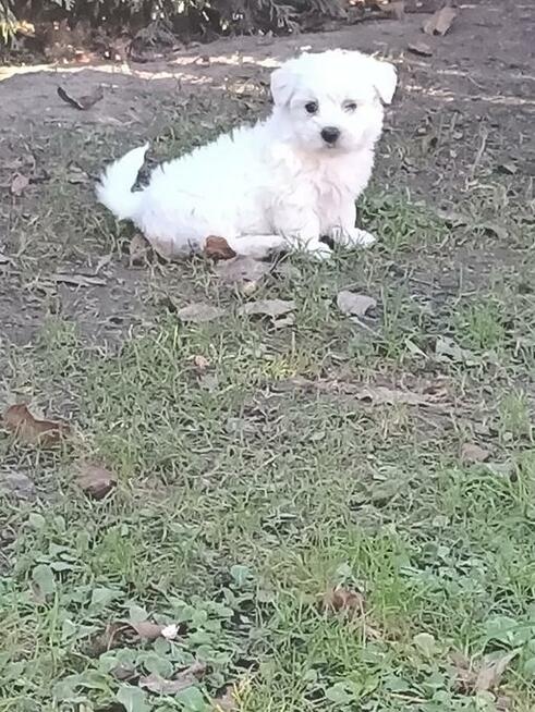 Maltańczyk maltańczyki śliczne szczeniaczki.