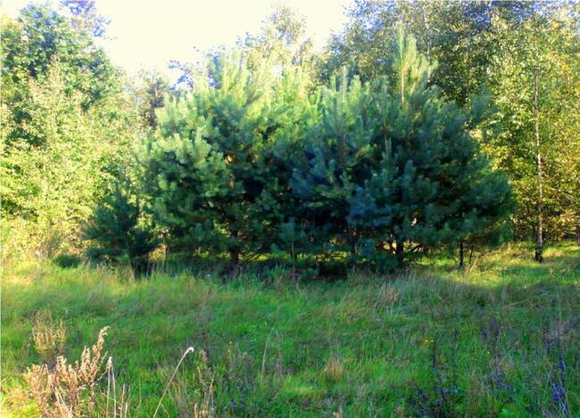 Ostrówek, Dąbrówka, Wołomin, Mazowieckie - działka budowlana