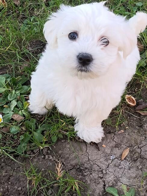 Maltańczyk maltańczyki śliczne szczeniaczki.