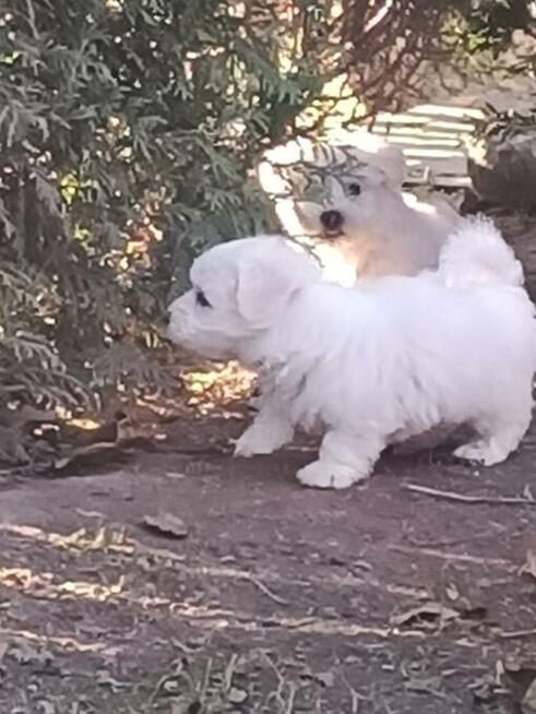 Maltańczyk maltańczyki śliczne szczeniaczki.