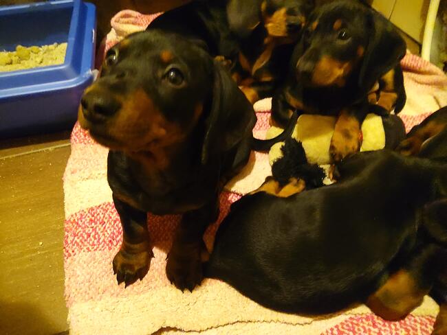 Sprzedam szczeniaki rasy jamnik