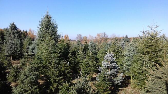 Dni Otwarte 2021- Plantacja choinek - Osuchów k/Mszczonowa