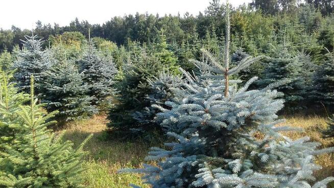 Dni Otwarte 2021- Plantacja choinek - Osuchów k/Mszczonowa