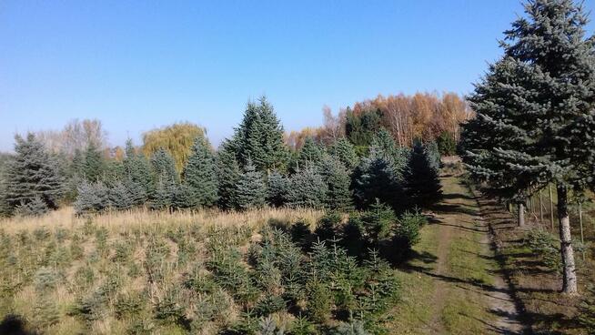 Dni Otwarte 2021- Plantacja choinek - Osuchów k/Mszczonowa