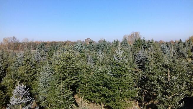 Dni Otwarte 2021- Plantacja choinek - Osuchów k/Mszczonowa