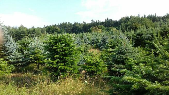 Dni Otwarte 2021- Plantacja choinek - Osuchów k/Mszczonowa