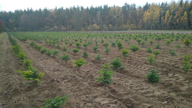 Dni Otwarte 2021- Plantacja choinek - Osuchów k/Mszczonowa