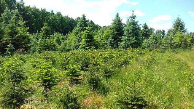 Dni Otwarte 2021- Plantacja choinek - Osuchów k/Mszczonowa