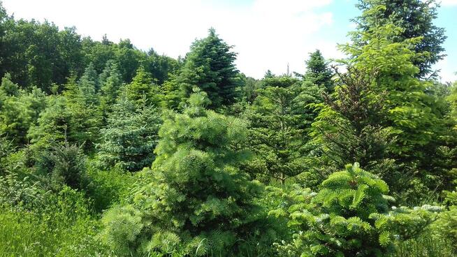 Dni Otwarte 2021- Plantacja choinek - Osuchów k/Mszczonowa