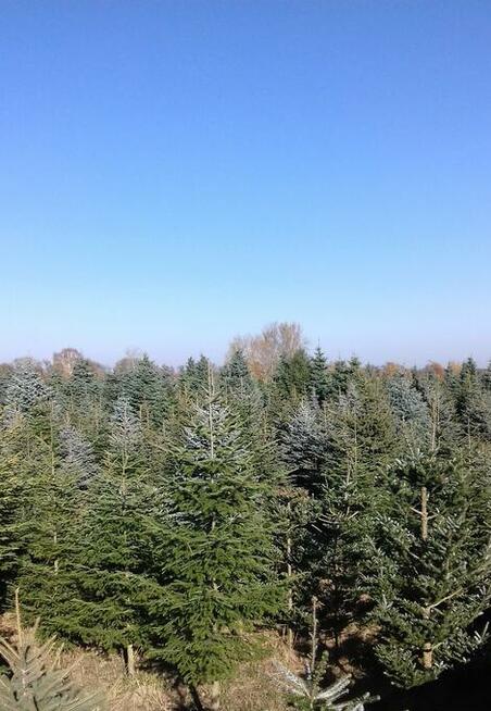 Dni Otwarte 2021- Plantacja choinek - Osuchów k/Mszczonowa