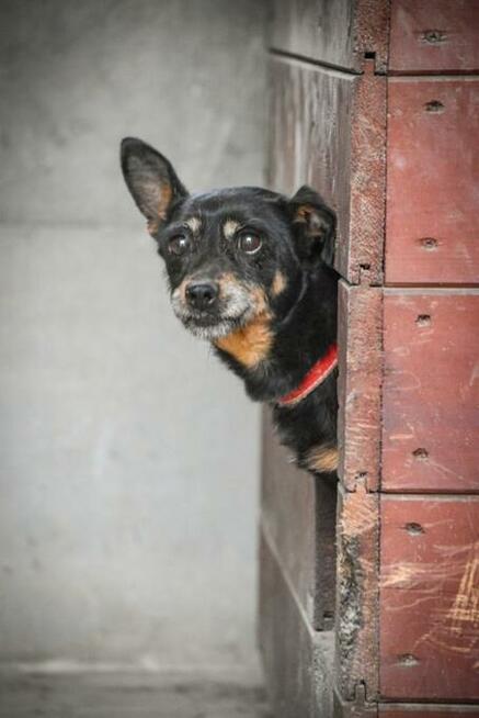 Merlinka - malutka tetryczka długa jak Jamnik