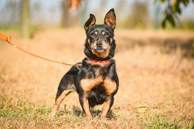 Merlinka - malutka tetryczka długa jak Jamnik