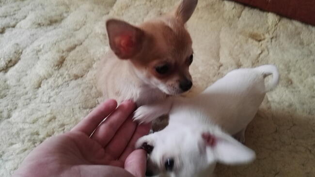 Cudowne dwa pieski chihuahua