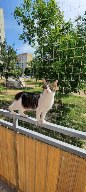 Siatka na balkon okno taras, na gołębie, dla kota