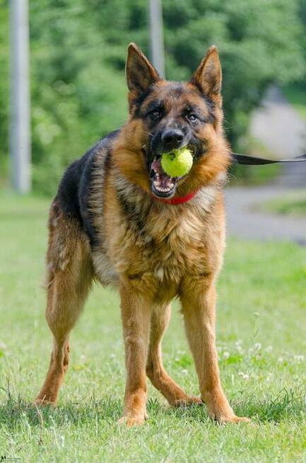 Wiktor - w typie Owczarek niemiecki; lubi się uczyć